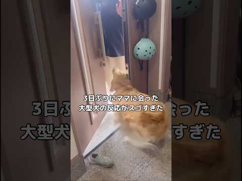 実家に3日間帰省してたママが帰ってきた時のゴールデンの喜びようにびっくり ゴールデンレトリバー 大型犬 shorts