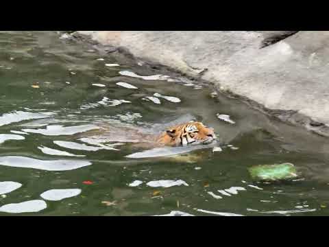 サーシャちゃん 泳ぐヨ〜！の宣言🤭⁈ アムールトラ　浜松市動物園にて　2026年4月5日 サムネイル