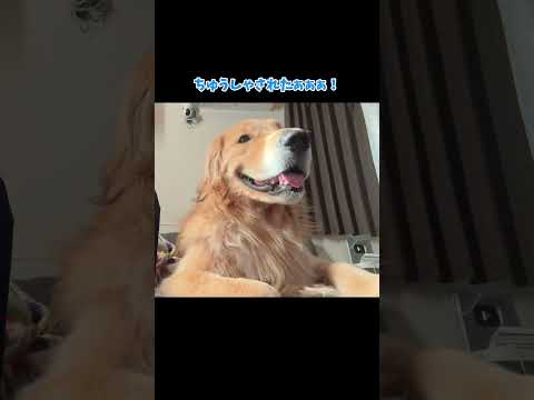 注射されたぁぁぁ！！大型犬 ゴールデンレトリバー サムネイル