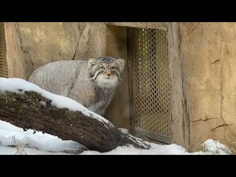 おはようナゴムくん バックヤードのアブリコースちゃん😊　マヌルネコ　那須どうぶつ王国にて　2026年1月30日 サムネイル