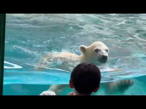 チャップチャップ モモ太くん　  ホッキョクグマの仔　秋田県男鹿水族館GAOにて2026年4月30日 サムネイル