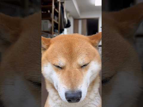 柴犬とん「はぁ、また雨かぁ…」　柴犬　柴犬とん サムネイル