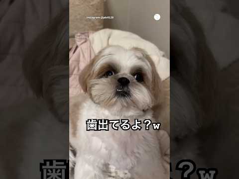 歯ちょっと出てるの気づいてない犬がかわいすぎる　　シーズー　犬　いぬ　かわいい犬 面白い サムネイル