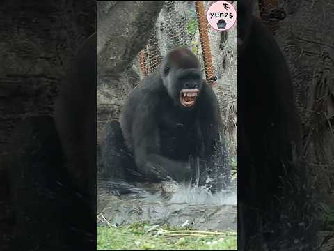 hilarious gorilla splashing the water💦🤣 gorillatag taipeizo… サムネイル