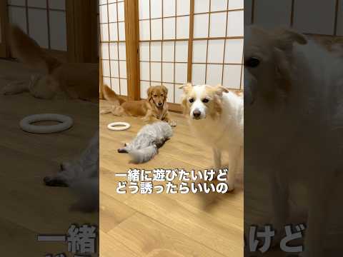 仲間に入れなくてモジモジする犬の姿が切な過ぎる...【ゴールデンレトリバー・ボーダーコリー】shorts サムネイル