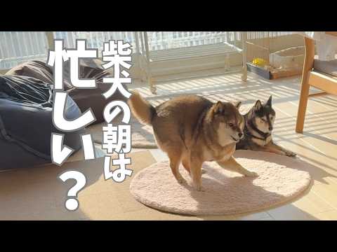 朝から同居犬に喝！柴犬12歳怒りのワケ サムネイル