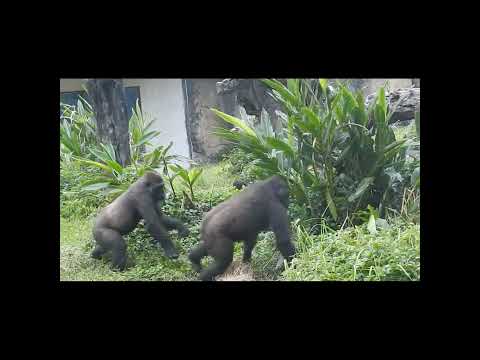 Hold tight.gorilla sisters Iriki 10y8m old mom & son Ringo…