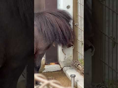 shorts クロゴマくん 隣りの草をつまみ食い⁈  ミニチュアホース　浜松市動物園にて　2026年4月5日 サムネイル