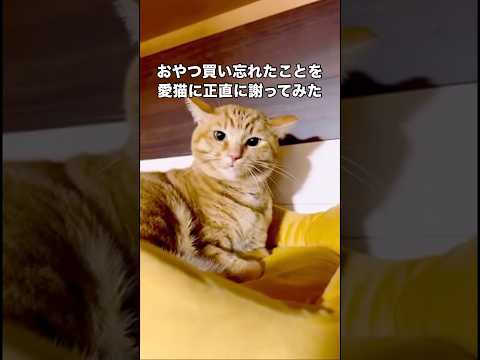 誠心誠意を尽くしておやつが無くなったことを保護猫に謝ってみました 保護猫 茶トラ 子猫 shorts サムネイル