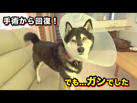 【柴犬大河】手術から回復！でも...癌でした サムネイル