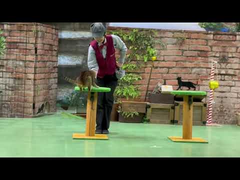 ウーロン！なかなか見れない猫によるショー ザ・キャッツ(午後)那須どうぶつ王国にて　2026年4月11日 サムネイル