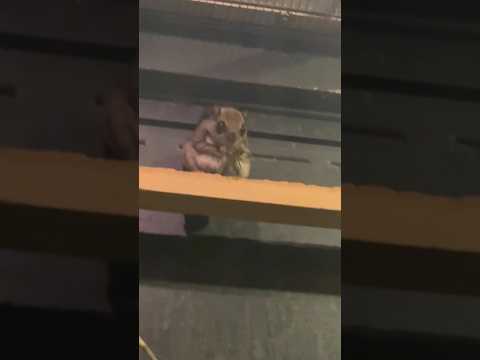 shorts ココに居た！　ホンシュウモモンガ　埼玉県こども動物自然公園にて　2026年3月6日 サムネイル