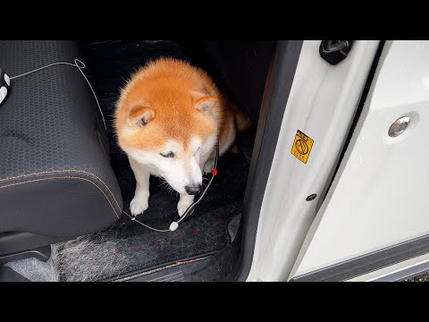 ドアが開くと、おそるおそる外の天気を確認する柴犬 サムネイル