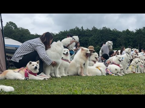 自信満々でサモエド会の記念写真にポージング決めて映り込む柴犬 サムネイル