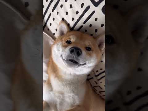 「夜明けの来ない夜はないさ」とんさんもポツリ言う　柴犬　柴犬とん サムネイル