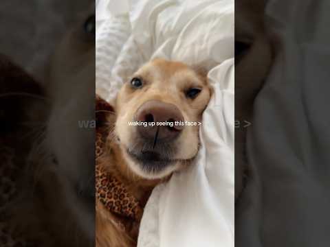 coming home to my golden retriever🥵goldenretreivers dog pup… サムネイル