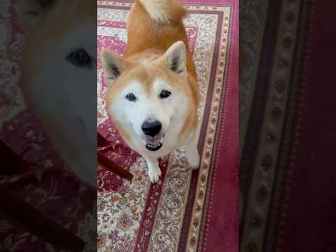 柴犬福 姉から4日遅れのバレンタインを貰い気合十分な柴犬🤣Sis and Shiba🤣姉と柴 shorts funny… サムネイル