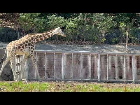 食べたら帰る⁈🤭　アメリさんカンナさんスバルくん　キリン　東山動植物園にて　2026年3月14日 サムネイル