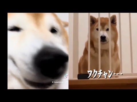 柴犬福 姉と兄とで対応の差が酷い柴犬、総集編🤣Sister and Brother and Shiba Inu🤣 サムネイル