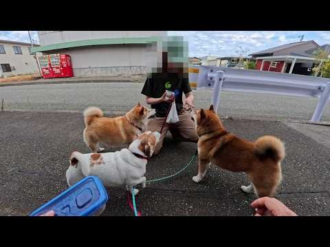2026年10月1日(木) 帰省でお姉ちゃんが帰ってきたのが嬉しかったらしいぐんま君