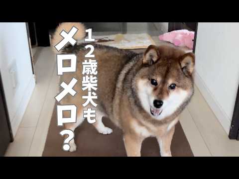 花さんも虜？柴犬12歳をとりこにする名品紹介🐕 サムネイル