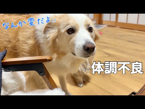 家族の体調不良に、いち早く気付いて知らせようとする犬...【ボーダーコリー・ゴールデンレトリバー】 サムネイル