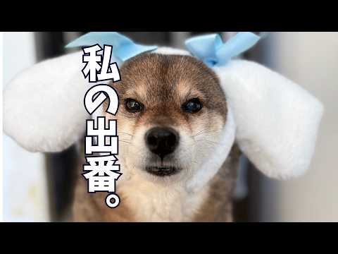 お役目ごめん⁉︎コスプレ好きな柴犬に突きつけられた現実 サムネイル
