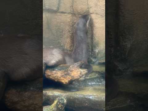 statue 一頭ファミリーの安眠を邪魔する子が😅　コツメカワウソ サムネイル