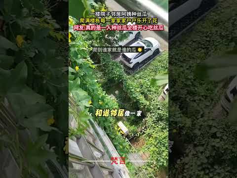 一樓院子鄰居阿姨種絲瓜爬滿大樓每一家家家戶戶樂開了花 意外 有趣 社會百態 amazing funny shorts サムネイル