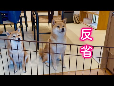 甘えてばかりでわがまま過ぎてママに叱られ反省する柴犬が可愛い サムネイル
