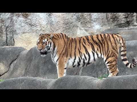 たとえローラーさんが牛骨 独り占めしても 幸せそうなソーンさん　アムールトラ　浜松市動物園にて　2026年2月14日 サムネイル