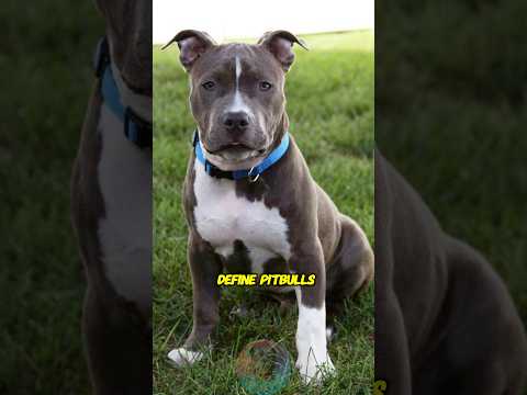 4 Personality Traits That Define Pit Bulls shorts dog pets… サムネイル