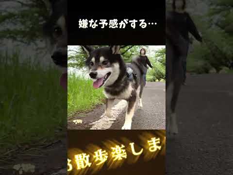 嫌な予感がする サムネイル