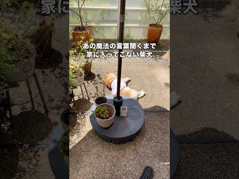 全然反応無かったくせに魔法の言葉を使ったら一瞬で嬉しそうに帰ってくる柴犬 柴犬 赤柴 柴犬のいる暮らし shorts