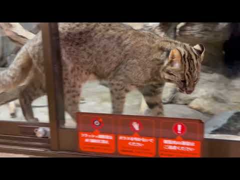 珍しく起きていたアンズちゃん　アムールヤマネコ　那須どうぶつ王国にて　2026年3月29日 サムネイル