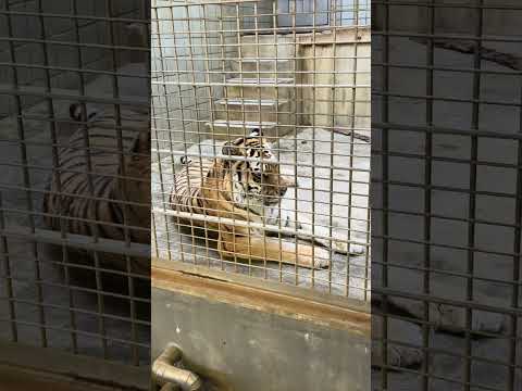 shorts アムールトラ🐯のローラさん　浜松市動物園　　2026年2月14日　IMIMG 8341 サムネイル