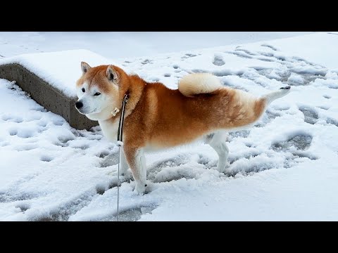 あけましておめでとうステップ サムネイル