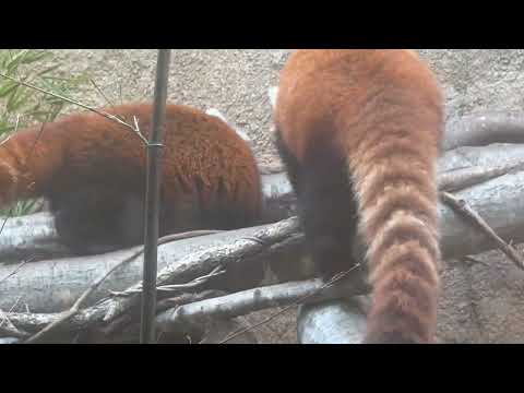 グミママとモナカちゃん　レッサーパンダ　那須どうぶつ王国にて　2026年2月27日 サムネイル