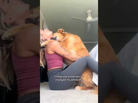 coming home to my golden retriever🥵 goldenretreiver dog ind…