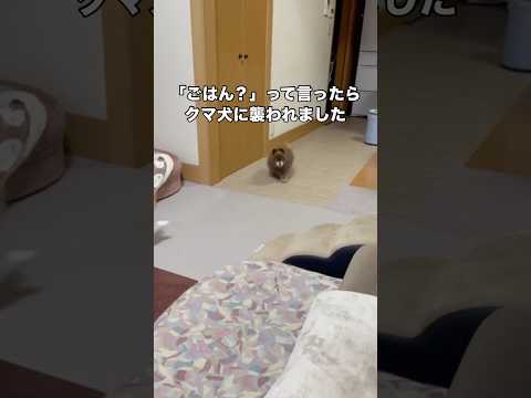 ごはんって言っただけなのにくま犬に襲われた ポメラニアン くま犬 shorts サムネイル