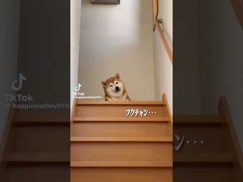 柴犬福 兄のﾌｸﾁｬﾝ総集編🤣Brother and Shiba🤣兄と柴 shorts 柴犬 japanesedog… サムネイル