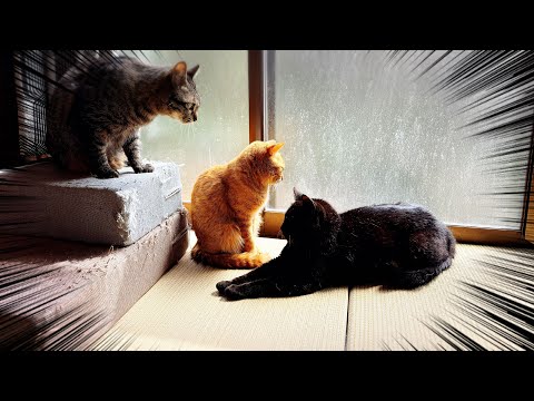 神だった頃の夢を見ている猫　A Cat Dreaming of When He Was a God サムネイル