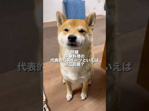 はたして！！柴犬とん君は、漢字も答えることができるのか！？　柴犬　柴犬とん サムネイル