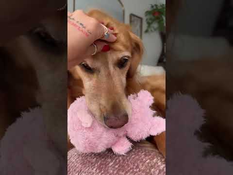 coming home to my golden retriever🥵goldenretreivers dog pup… サムネイル