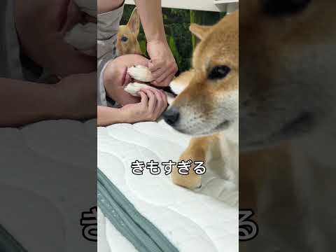 みんなやるやつw 柴犬 shorts
