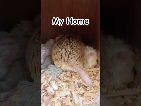 動物達が1番安らげる場所はやっぱりお家🏠みんな気持ち良さそうにぐっすり寝てるようです😴草津熱帯圏 動物園 animal… サムネイル