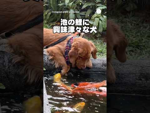 ガン見で鯉を観察する犬　　ゴールデンレトリバー 大型犬　犬　かわいい 鯉 サムネイル