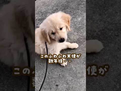 天使だったはずだよな… ゴールデンレトリバー 大型犬のいる生活 goldenretreiver 大型犬と子供 サムネイル