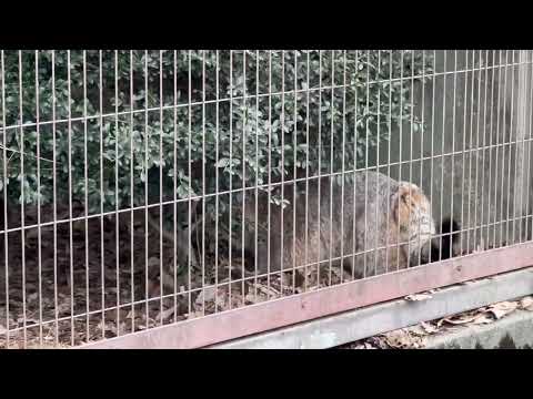 何かと戦ってます⁈ エルくんとミーニャちゃんの息子たち　マヌルネコ　東山動植物園にて　2026年3月13日 サムネイル