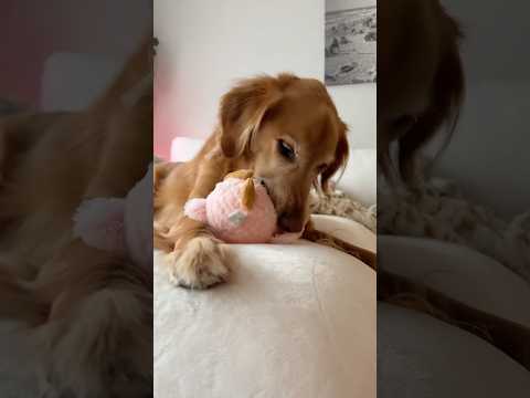 golden retriever puppies for sale🥵india retreiver dog puppy… サムネイル